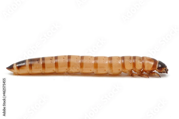 Obraz Ver morio, Zophobas morio