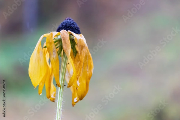 Fototapeta A withering yellow flower, petals down. Autumn in Siberia. Blurred green background. Close-up.