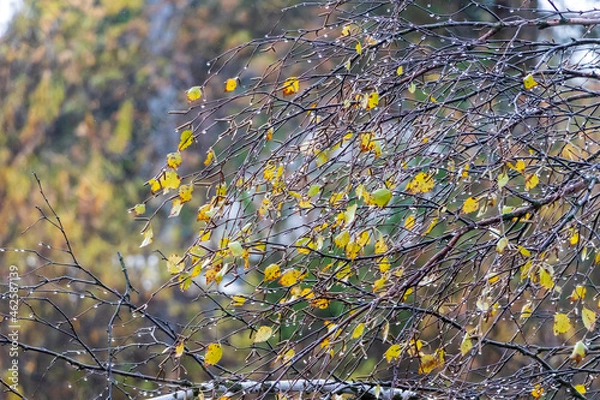 Fototapeta Drops of autumn rain on a birch branch. Autumn in Siberia.