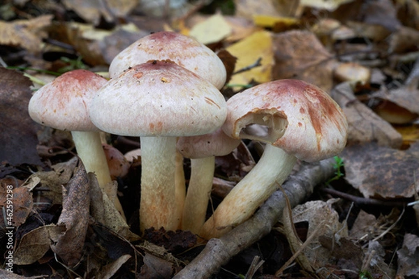 Fototapeta Inedible mushroom Hypholoma lateritium in birch forest. Known as Brick Cap or Brick Top. Bunch of wild mushrooms growing in the leaves.