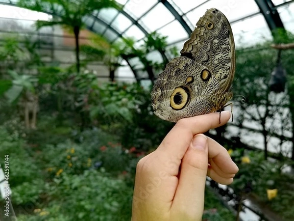 Obraz Schmetterling auf Hand
