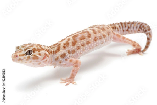 Obraz Leopard gecko (Eublepharis macularius) on a white background