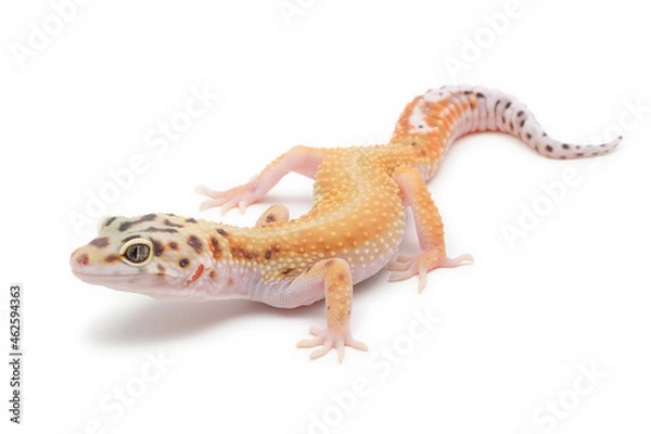 Obraz Leopard gecko (Eublepharis macularius) on a white background