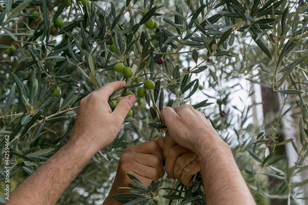 Obraz Cosecha de la aceituna, manos de mujer y de hombre recogiendo  para la producción de aceite de oliva,
