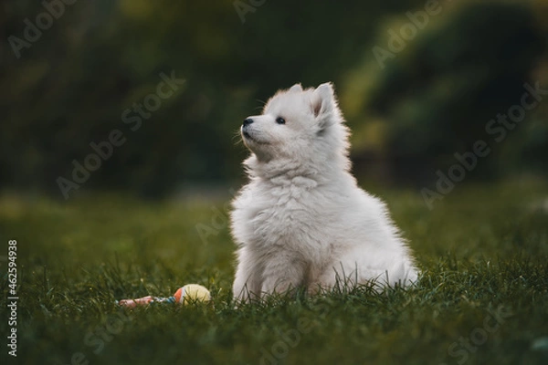 Obraz Samoyed puppy 