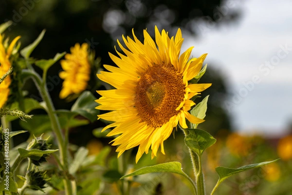 Fototapeta Snappschuss im Sonnenblumenfeld
