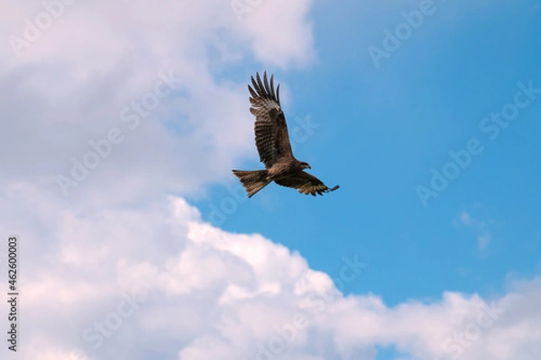 Fototapeta hawk soars against the sky and clouds