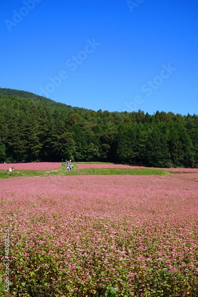 Fototapeta 赤そばの花　赤そばの里