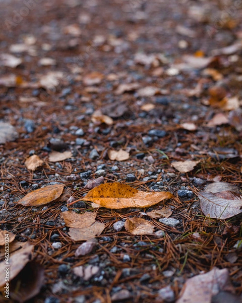 Fototapeta Closeup on leaf on the side of the road