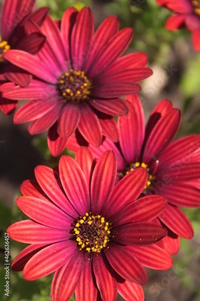 Obraz red dahlia flower