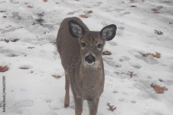 Obraz deer in snow