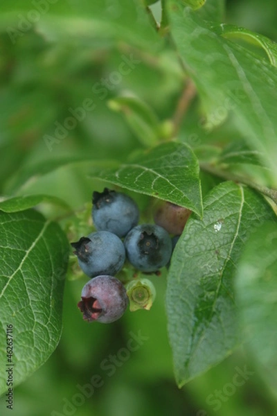 Obraz blueberries on a branch