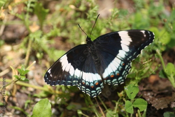 Obraz butterfly on a flower