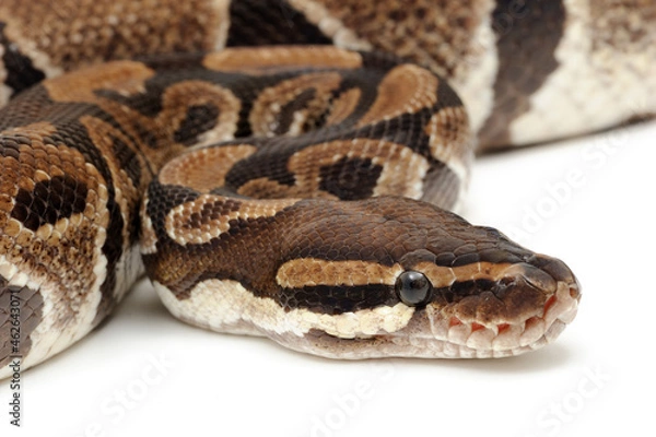 Fototapeta Ball python (Python regius) on a white background