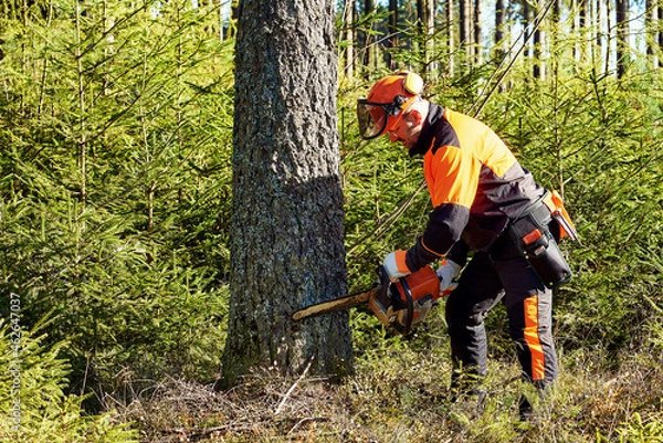 Obraz Professioneller Waldarbeiter, Holzfäller mit Arbeitsschutzkleidung und Kettensäge bei der Arbeit im Wald