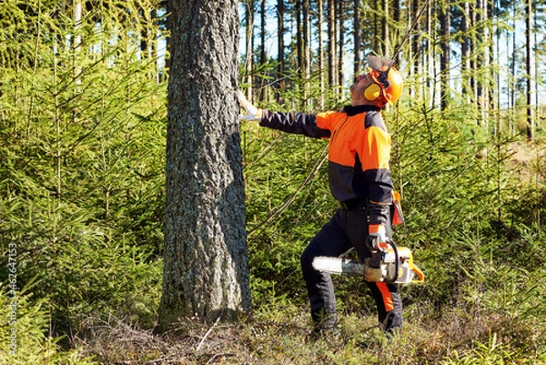 Obraz Professioneller Waldarbeiter, Holzfäller mit Arbeitsschutzkleidung und Kettensäge bei der Arbeit im Wald