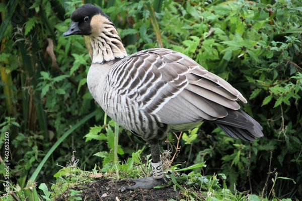Fototapeta A close up of a Hawaiian Goose