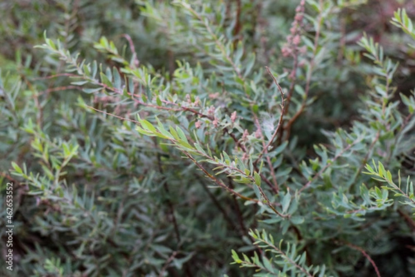 Fototapeta blurry green plants. Photo background. abstract bokeh green ai yellow summer plants. twigs of plants with leaves