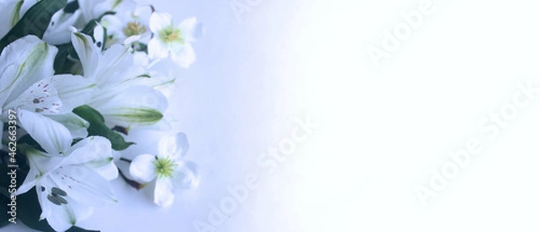 Fototapeta White alstroemeria on a white background. Festive wedding bouquet. Background for greeting cards, invitations, greetings.
