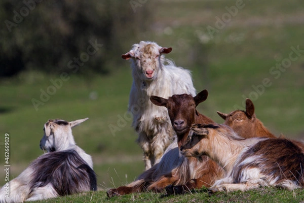 Obraz Goats in the pasture