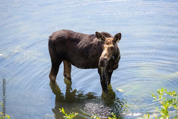 Fototapeta Momma moose with collar