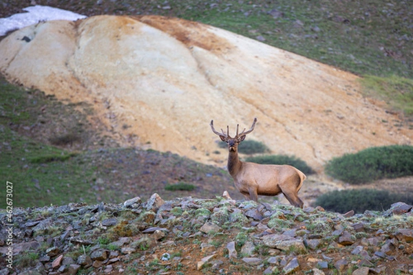 Fototapeta Bull Elk exploring an old mine shaft