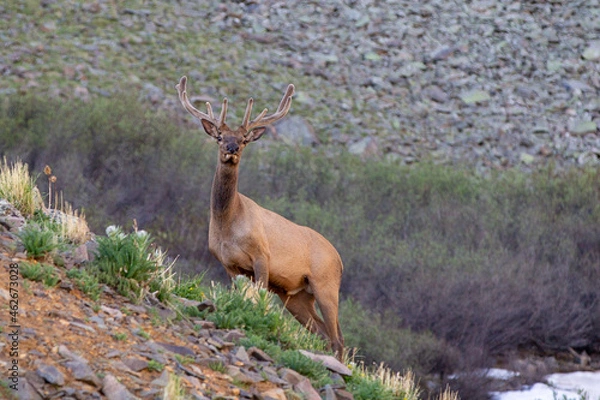 Fototapeta Curious bull elk