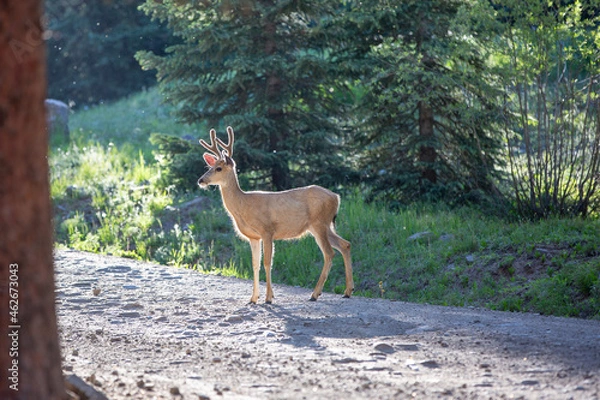 Fototapeta Mule Deer glistening in the sun