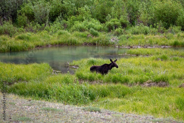 Fototapeta Moose in the wild!