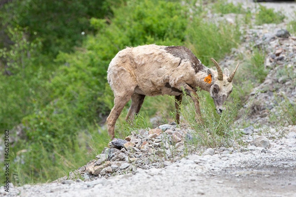 Fototapeta A Tagged Ewe in the mountains