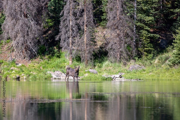 Fototapeta Moose drinking in the mountain pond