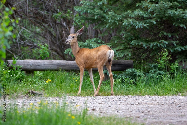 Fototapeta Doe Mule deer walking in the woods!