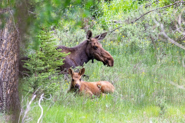 Fototapeta moose in the woods with calf