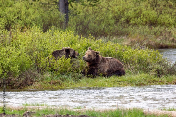Fototapeta Relaxing Day by the river for the Grizzly bears