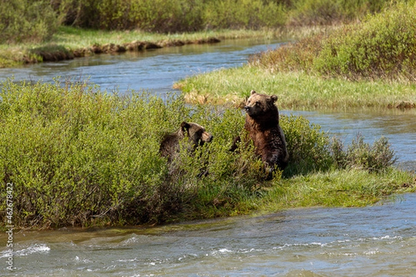 Fototapeta Daddy and Momma Grizzly Bears