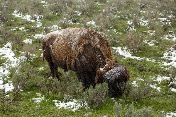 Fototapeta Buffalo grazing with snow falling