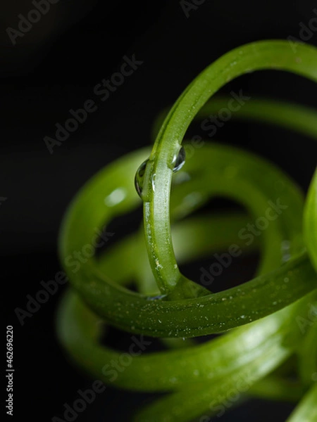 Obraz leaf with drops