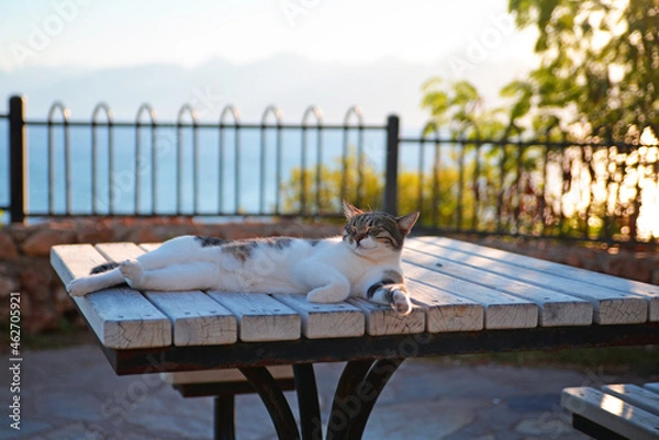 Fototapeta A lazy Turkish cat lies on the table basking in the sun.