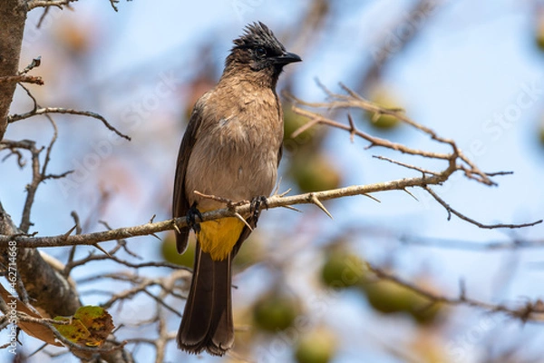 Obraz Dark-capped bulbul in a tree