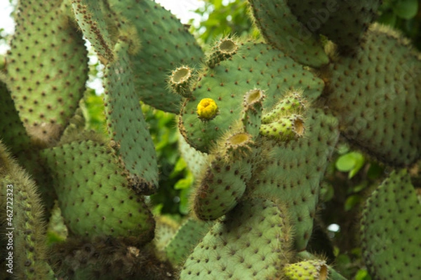 Obraz Opuntia echios var. gigantea, Galápagos prickly pear.