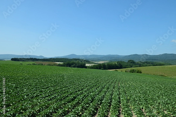 Fototapeta 北海道美瑛の農村の丘