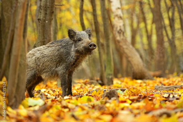 Obraz Wild pig