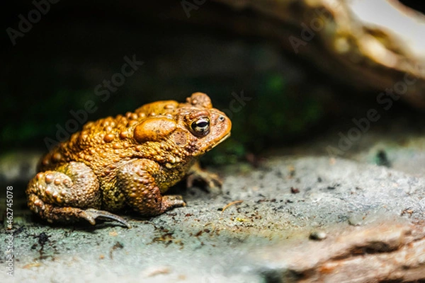 Fototapeta Baltimore 