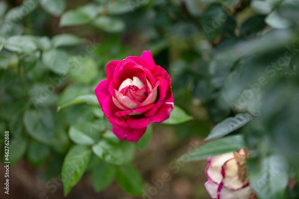 Obraz 与野公園のバラ