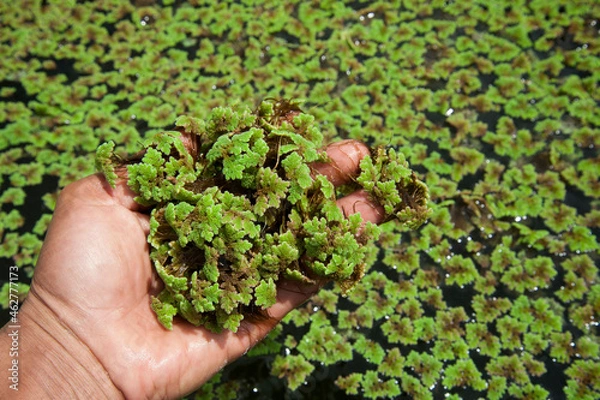 Obraz Green floating Azolla Pinnata (Azolla microphylla) at organic farm used as an ingredient in animal feed.