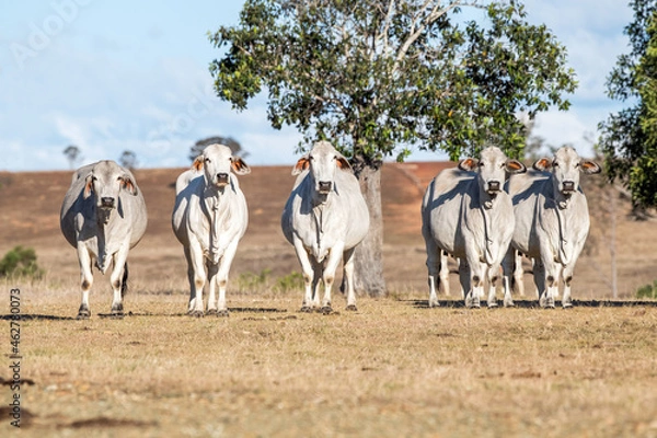 Obraz Five brahman cows facing the camera in the dry Australian landscape