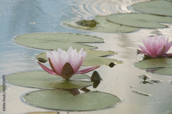 Obraz Seerosen im Teich