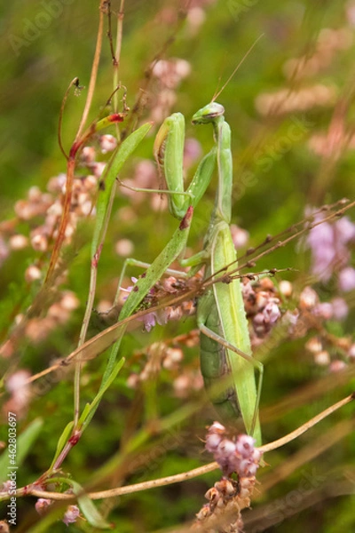 Obraz Gottesanbeterin