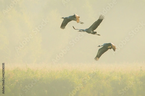 Obraz Kraniche am Morgen