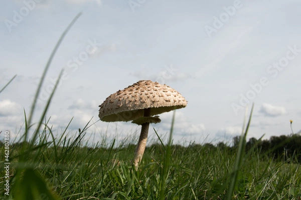 Obraz Pilz auf dem Feld